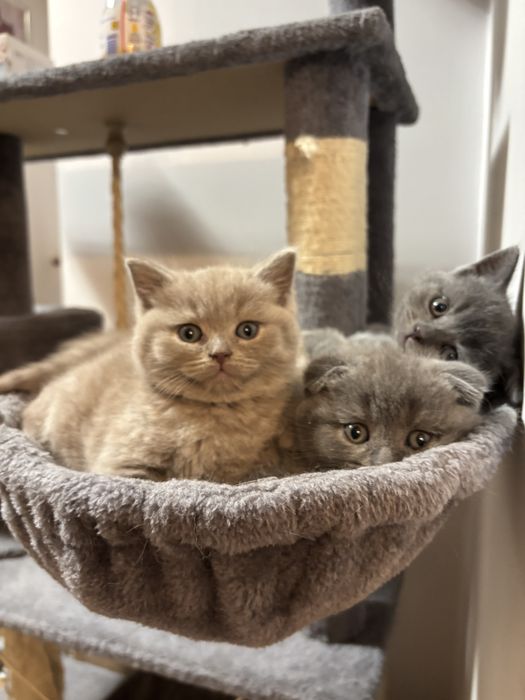 Śliczna koteczka szkocka