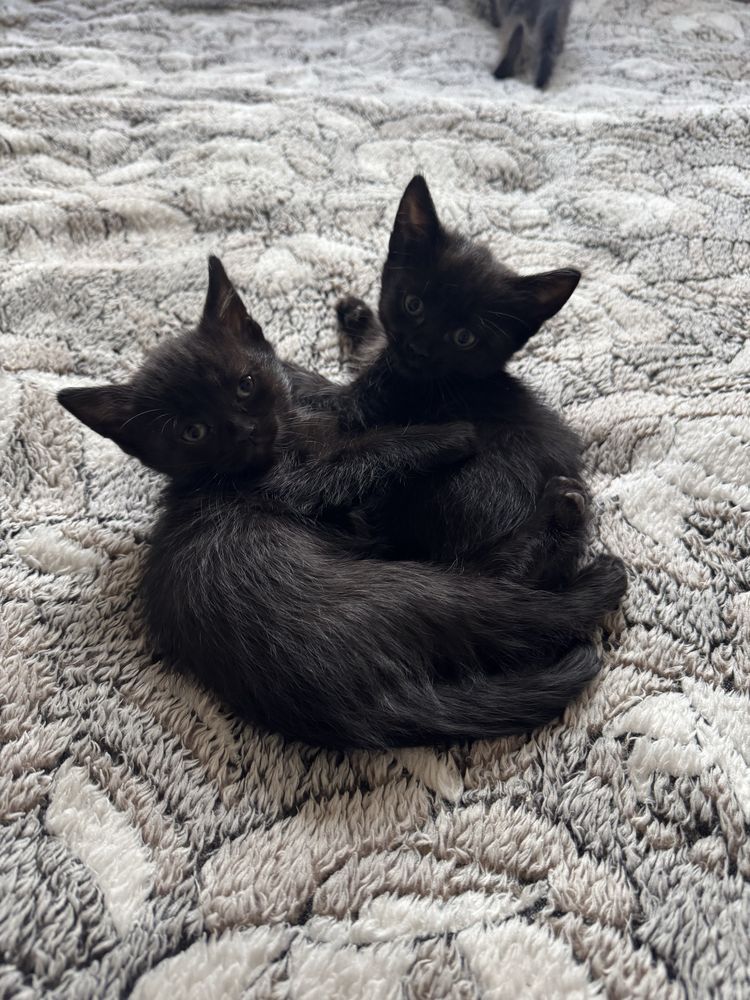 Кошенята в пошуках родини