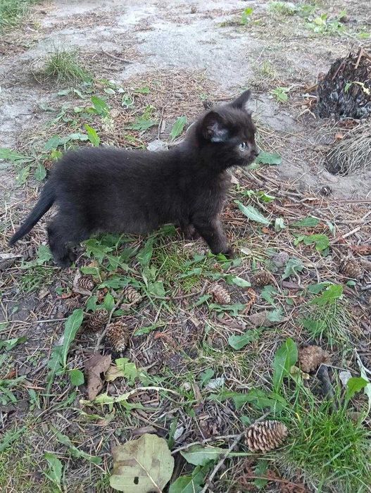 Oddam kotka za darmo