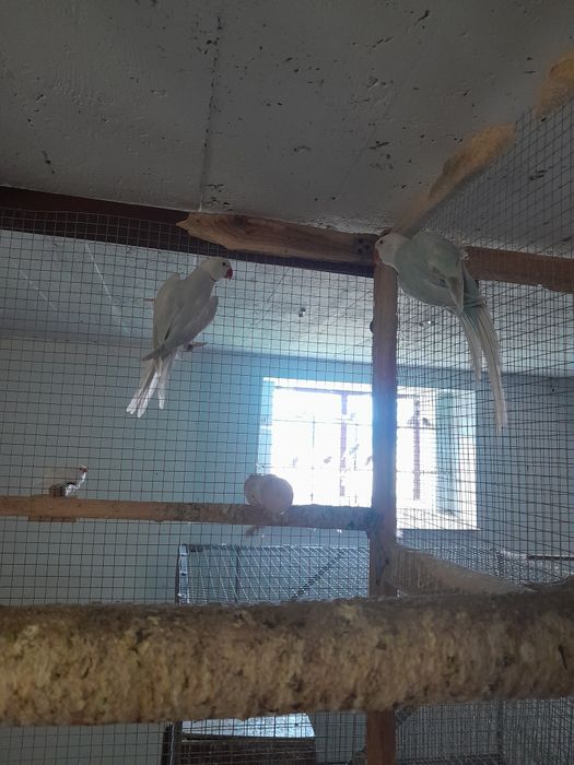 Aleksandretta obroźna