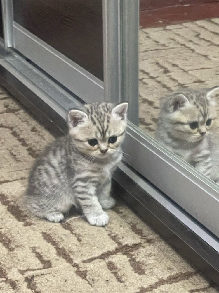 Шотландські кошенятка