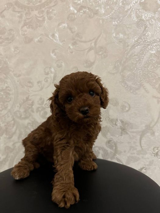 Дівчинка ред той пудель КФСУ