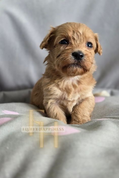 Maltipoo**Sunia** Do Rezerwacji**