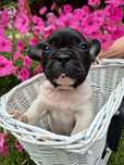 Buldog francuski