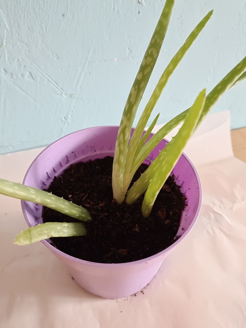 Aloes doniczkowy leczniczy