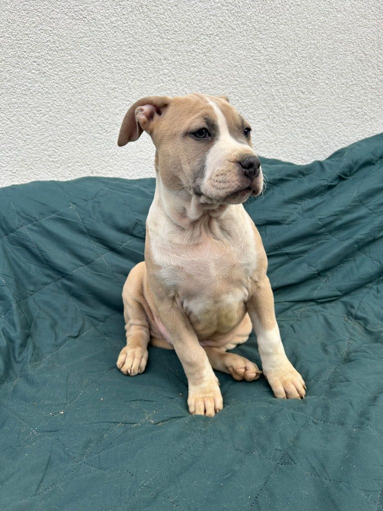 Amstaff, American Staffordshire terrier