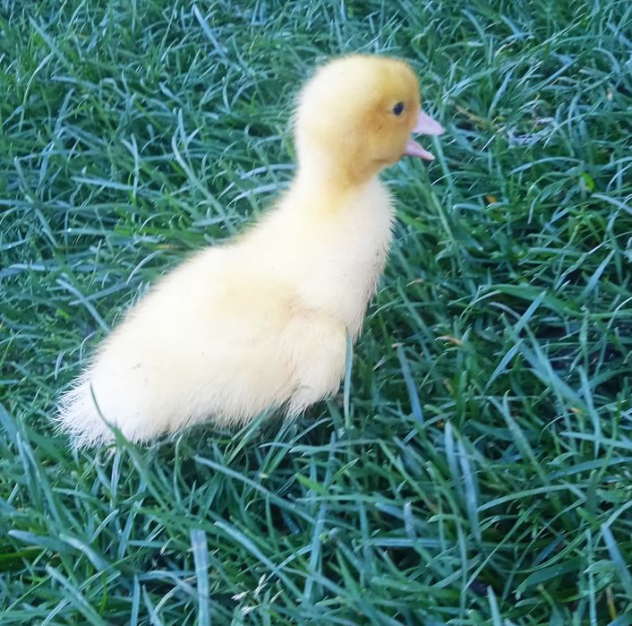 Продам інкубаційні яйця мускатної качки