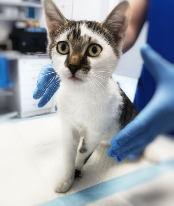 Bezdomne maleństwa szukają kochających domów