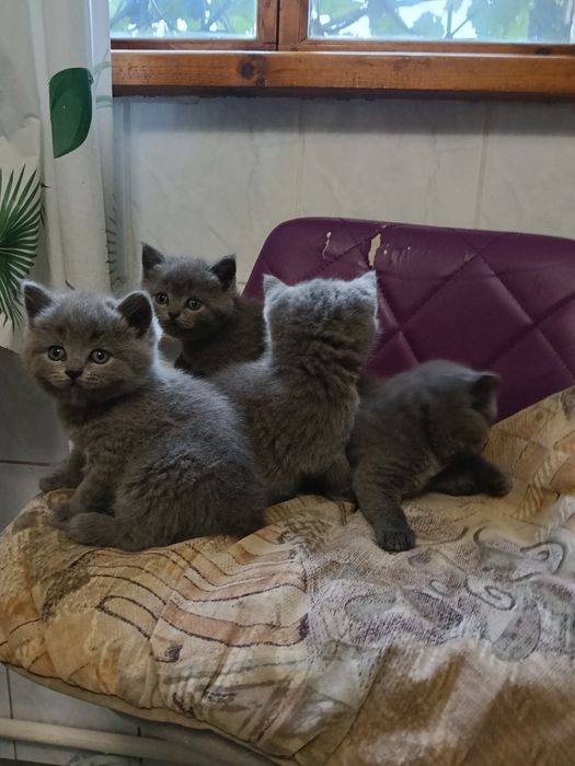 Продам котят британці голубі