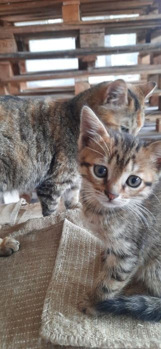 Отдам котят в хорошие руки бесплатно