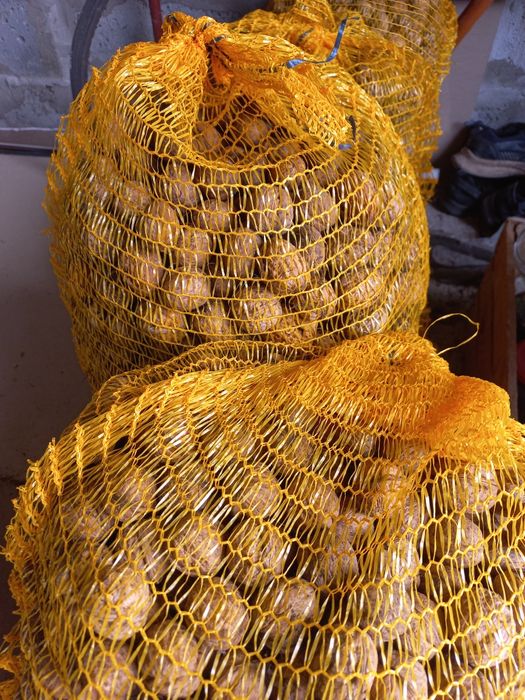 Orzechy włoskie 10 kg