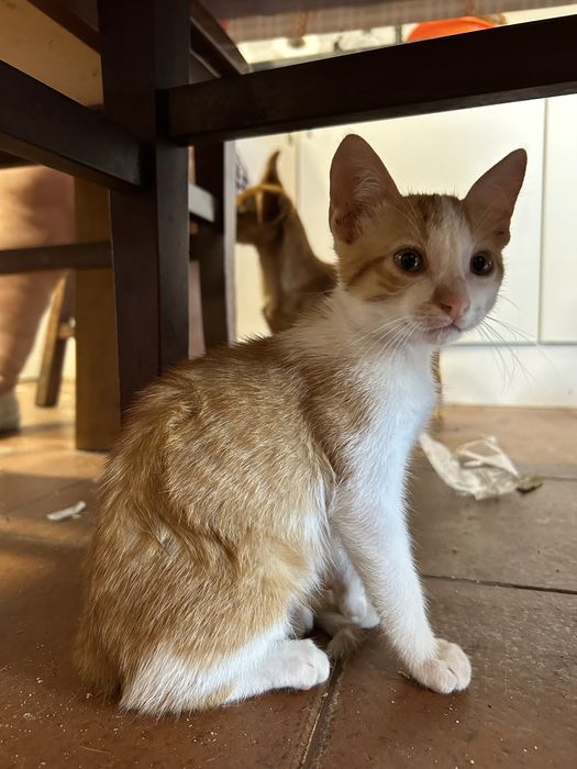gatinhos laranja para adoção