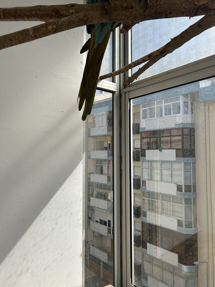 Vendo Arara militar