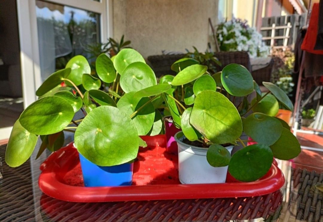 Pieniążek/Pilea peperomioides