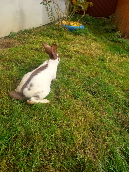 Самчик строкач гавана