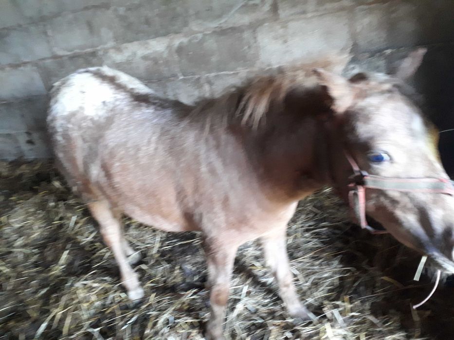 Klacz kucyk puls źrebak