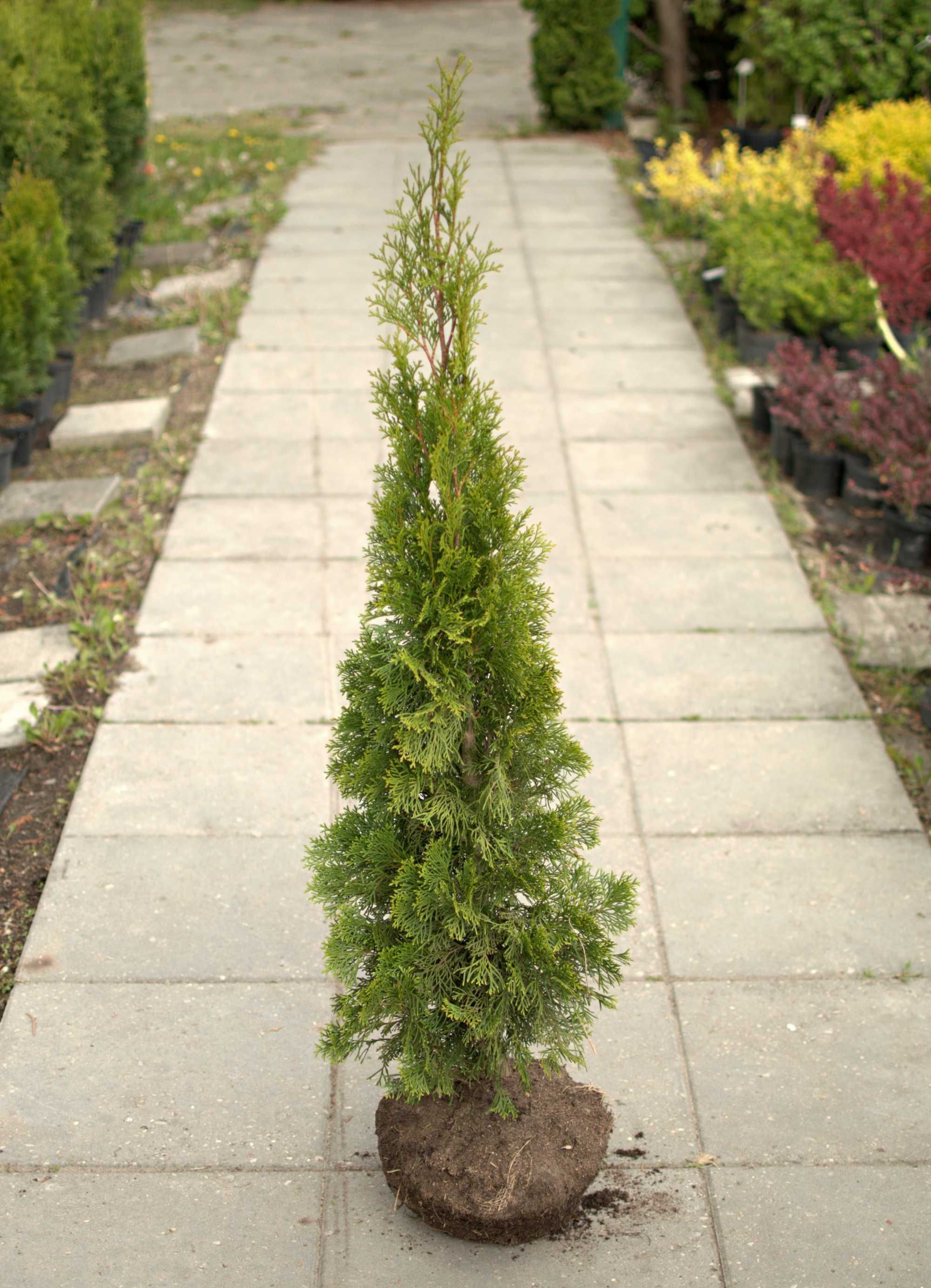 Thuja tuja smaragd szmaragd 100 120 cm kopana z gruntu