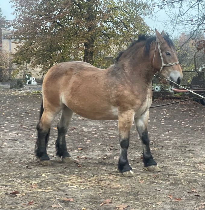 Sprzedam klacz zimnokrwistą 2,5 roku