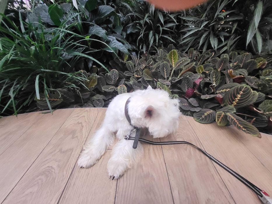 Унікальна пропозиція-цуценя Вест Хайленд Уайт Тер'єр, для виїзду