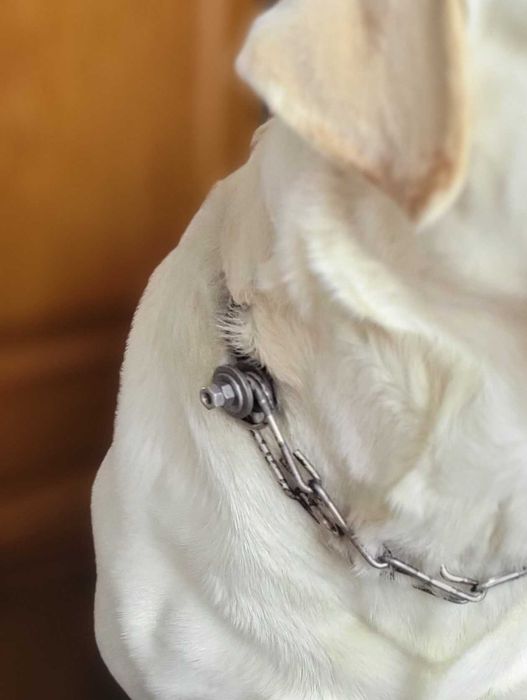 Розшукується лабрадор!!!