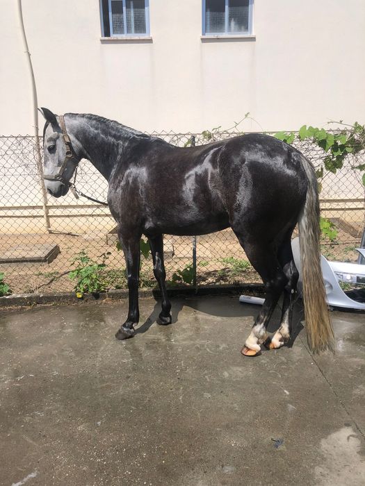 Cavalo novo com 5 anos