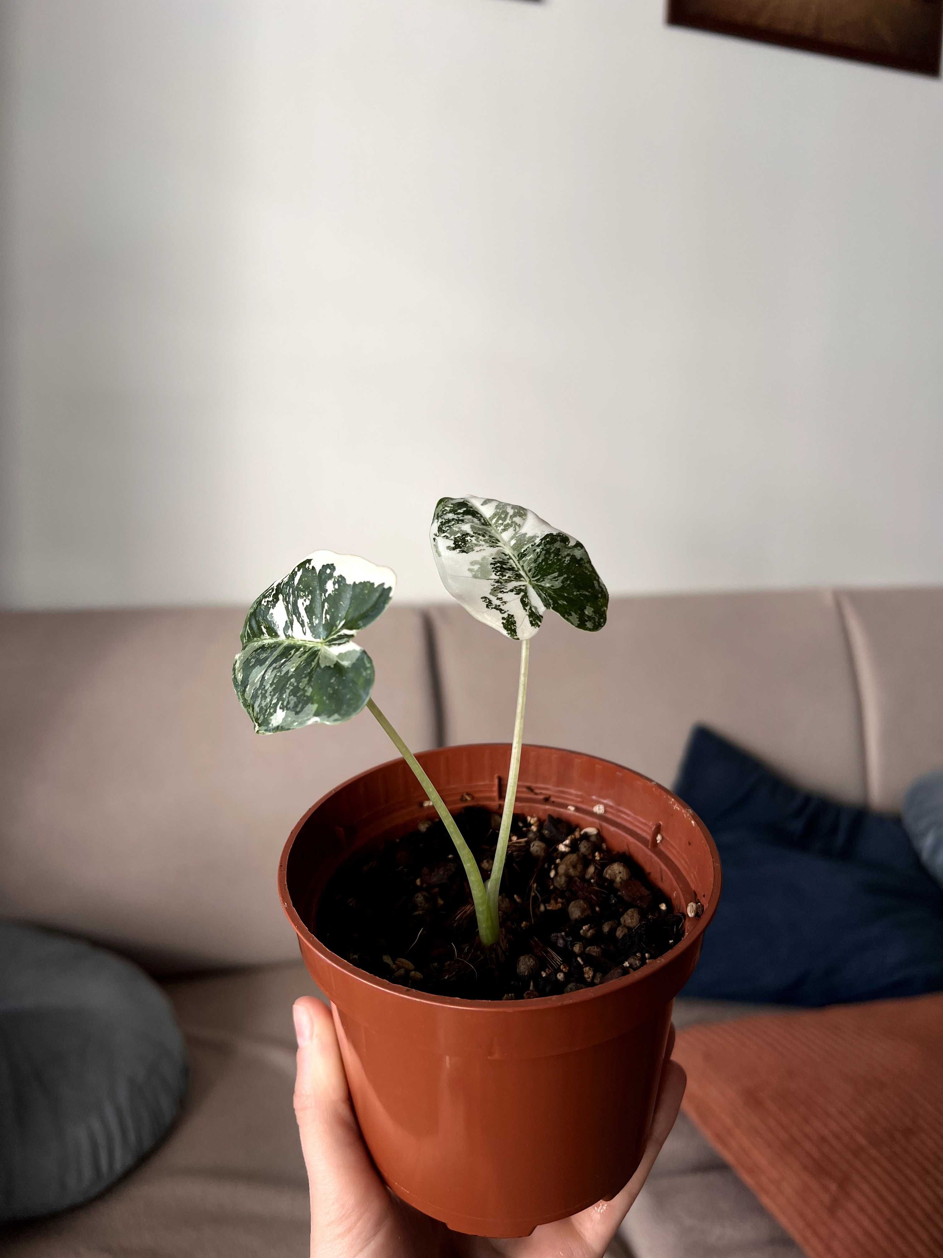 Alocasia Frydek Variegata