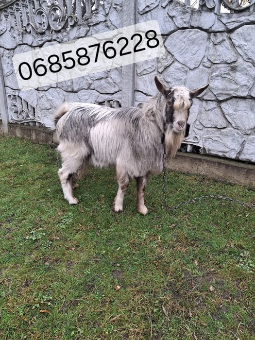 Продам молодого козлика 1,5 года