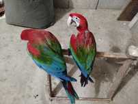 Araras Vermelhas _ Araras araraunas _ araras arlequins_ desde