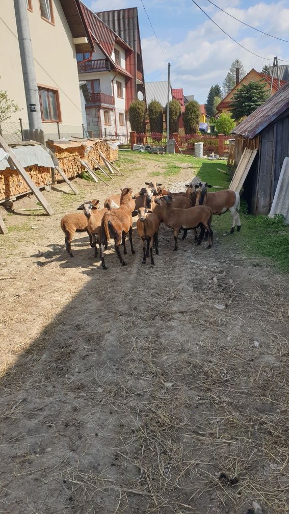 Owce baran tryk kameruńskie
