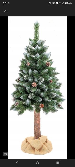 Choinka na pniu sosna diametowa 160 cm