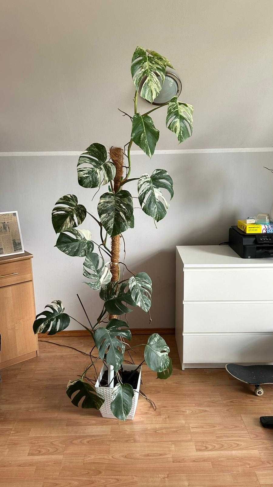Monstera variegata 2m wysokości