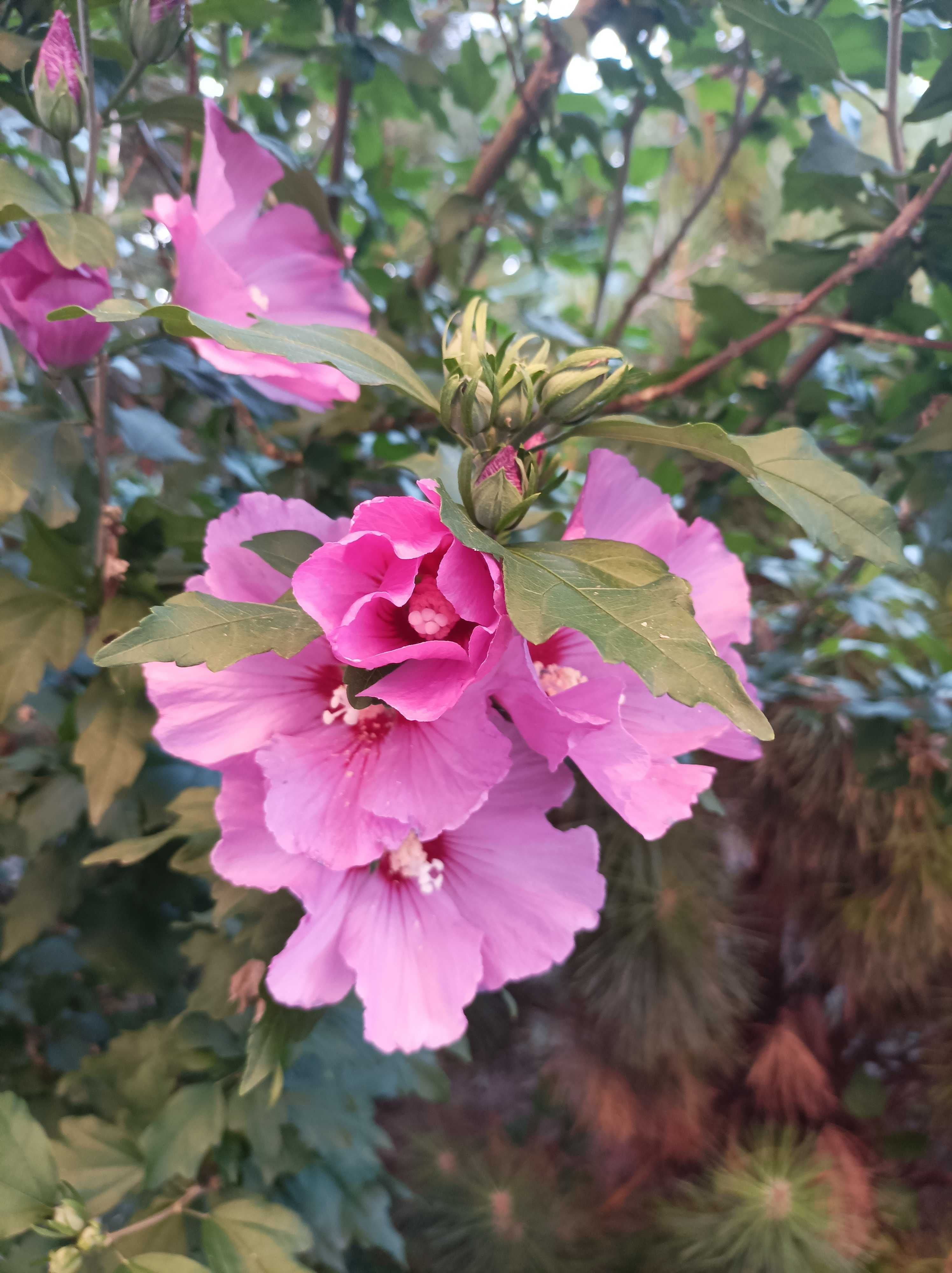 Sprzedam sadzonki  Hibiskusa