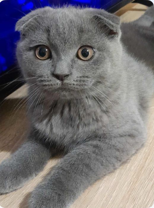 Gatinha scottish fold