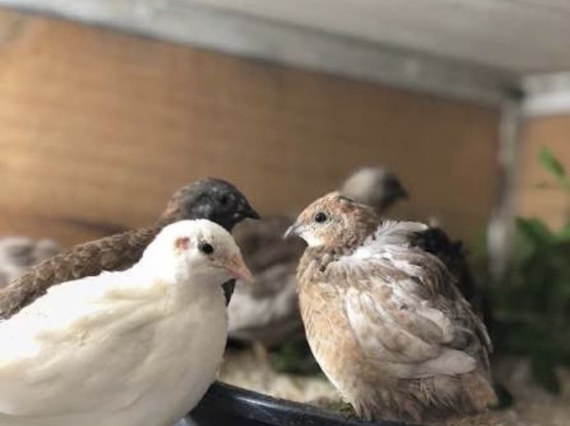 Codorniz chinesa 2025