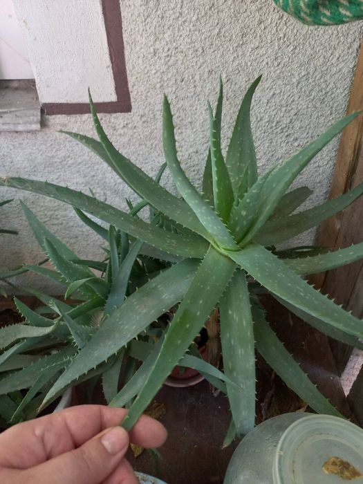 Алоє вера, кімната рослина