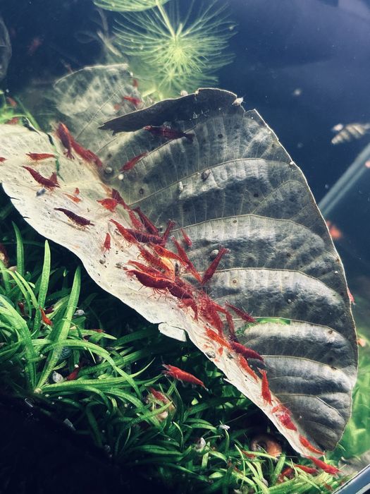 Krewetki Bloody Marry 10 sztuk