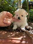 Szpic miniaturowy pomeranian suczka