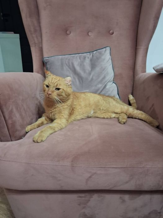 do adopcji kot RYSIU