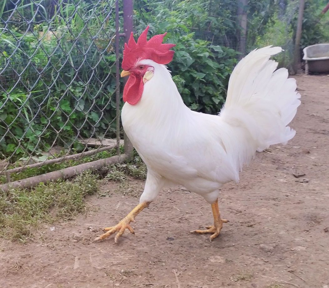 Kogut rasy leghorn