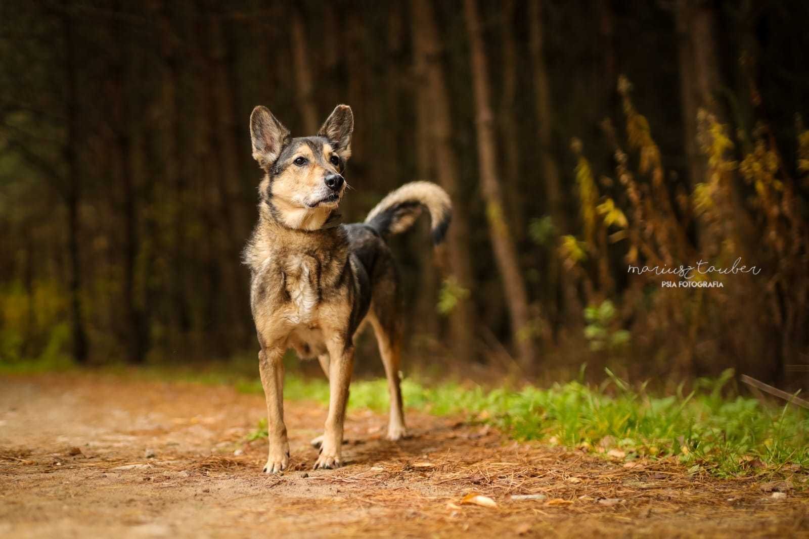 Ok 13 letni ZORRO szuka domku, takiego na zawsze…