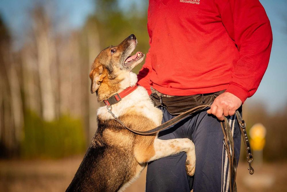 Oddam za darmo/ Śliczny Czesmir szuka domu na stałe (Adopcja)
