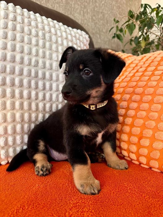 Malutka psia dziewczynka do adopcji - Pasta!