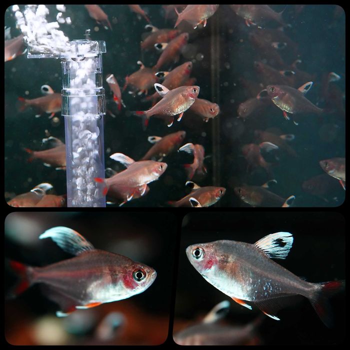 Bystrzyk " white fin " (Hyphessobrycon bentosi `white fin`) - AQUASZOP
