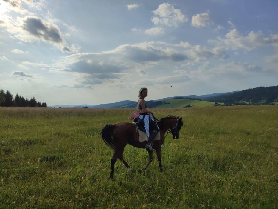 Klacz arabska kuhailanka