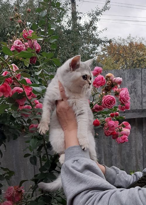 Британские шиншиллы, котик и кошечка.