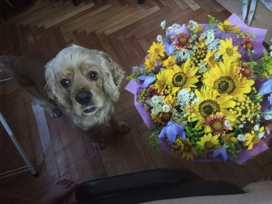 Продам Американского кокер спаниеля