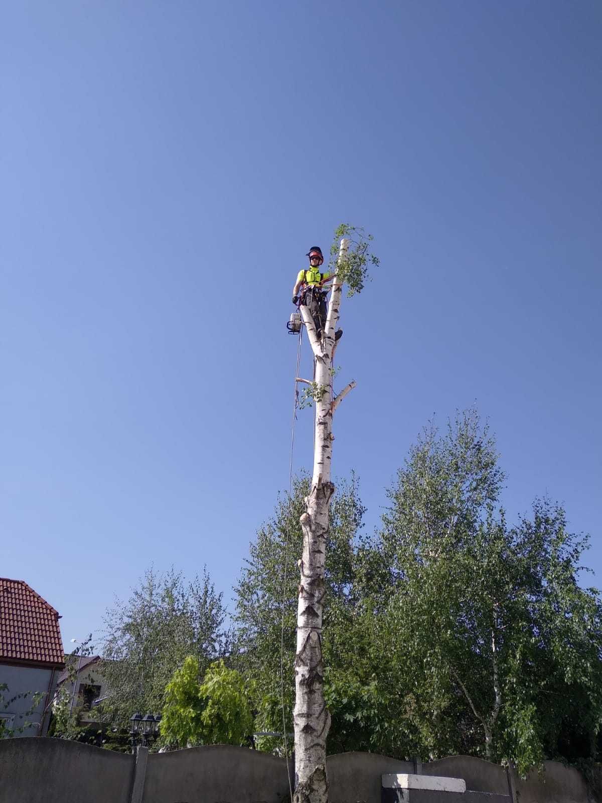 Wycinka Drzew Metodą Alpinistyczną Pielęgnacja Arborysta