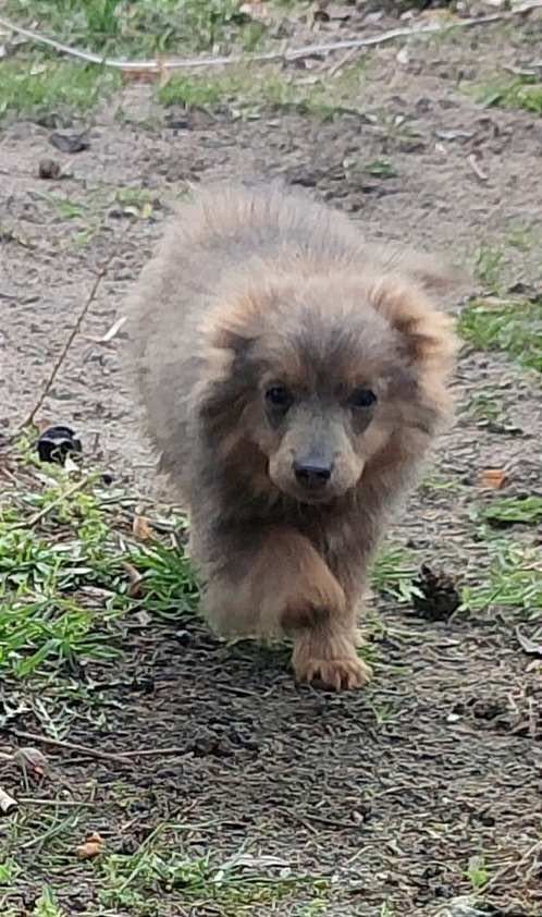 Grizzly szuka kochającego domu