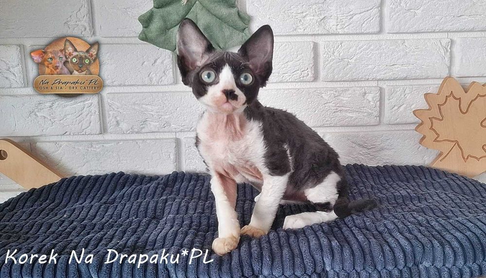 Korek Na Drapaku*PL kocurek o czarno białym umaszczeniu