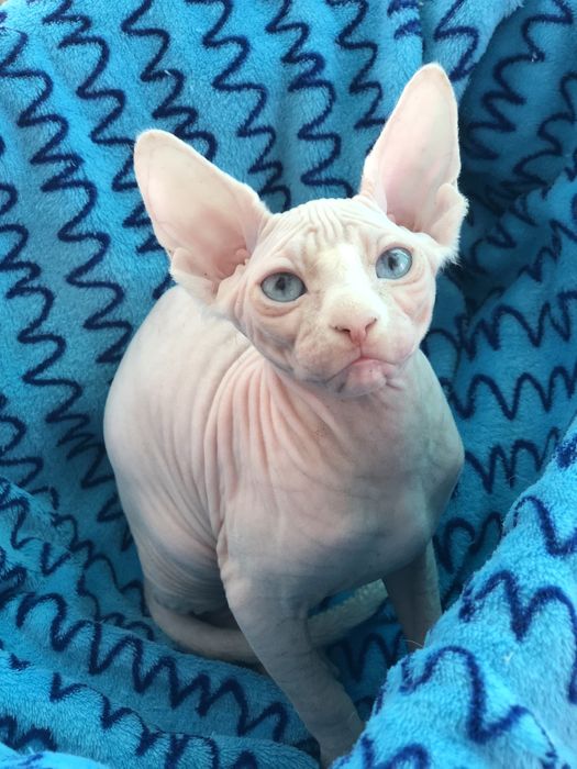 Дуже яскраві очі